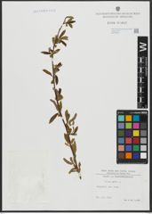 Foto von Salix alba L.